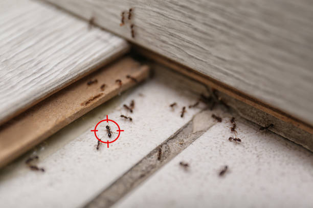 Best Rodent Control Near Me  in Lakewood, WA