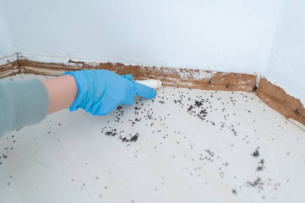 Reliable Lakewood, WA Pest Control Solutions